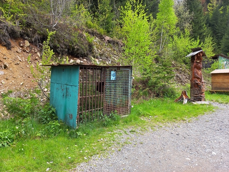 Клітка