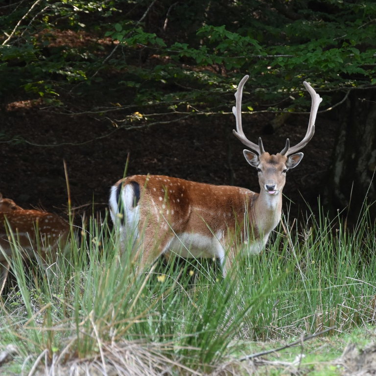 Карпатські пазли