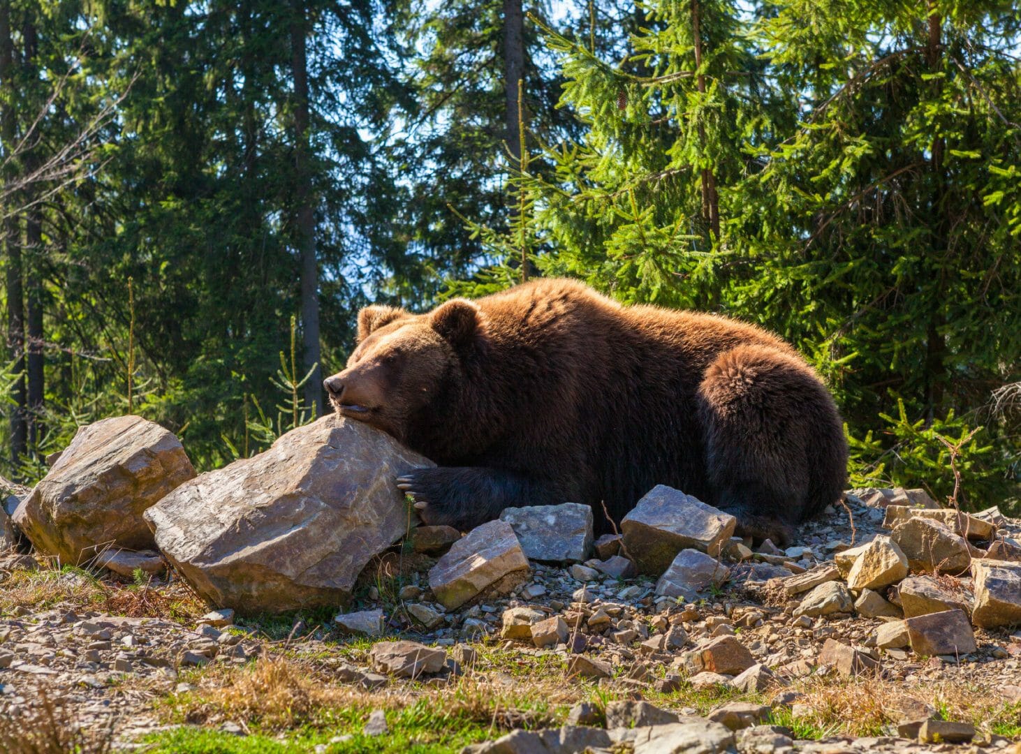 Brown Bears, Nature